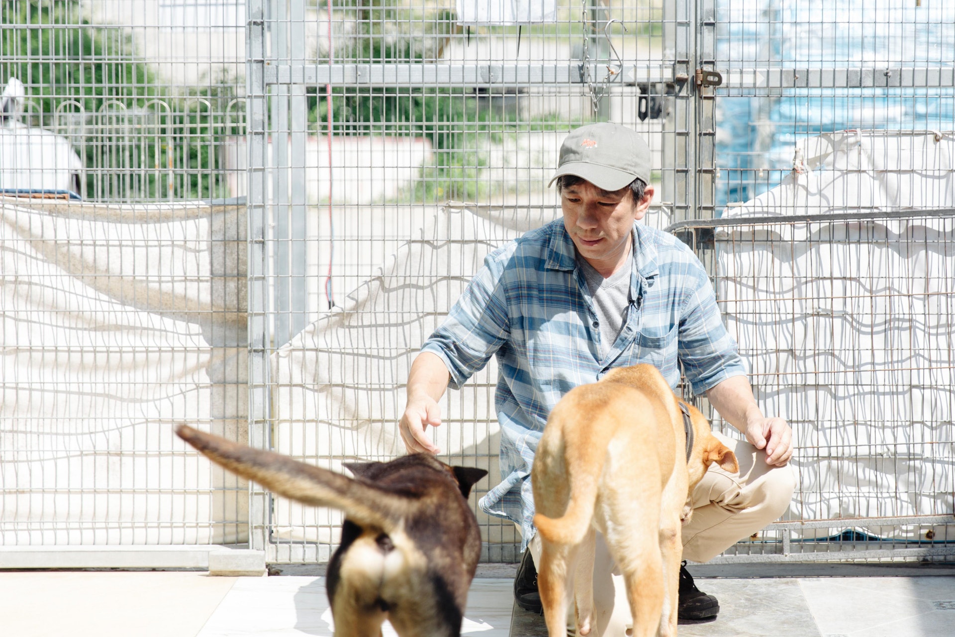 陸家捷每次回來,都會輕輕拍唐狗的額頭打招呼。 陸家捷每次回來,都會輕輕拍唐狗的額頭打招呼。