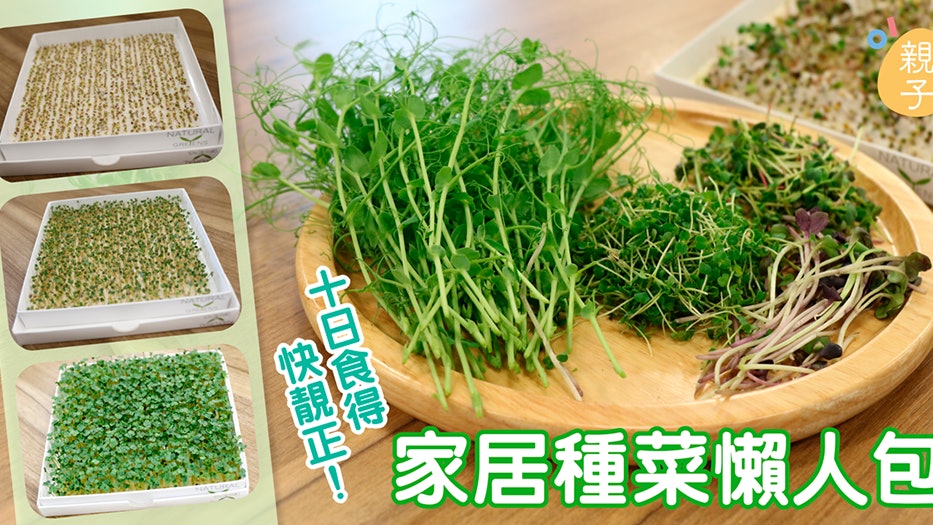 實試 室內種植懶人包毋需曬太陽十日有收成即摘即食 實試 室內種植懶人包毋需曬太陽十日有收成即摘即食