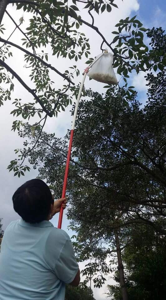 六月飛霜 八千木棉飄絮白茫茫摘棉製枕去頭風細數香港棉蹤