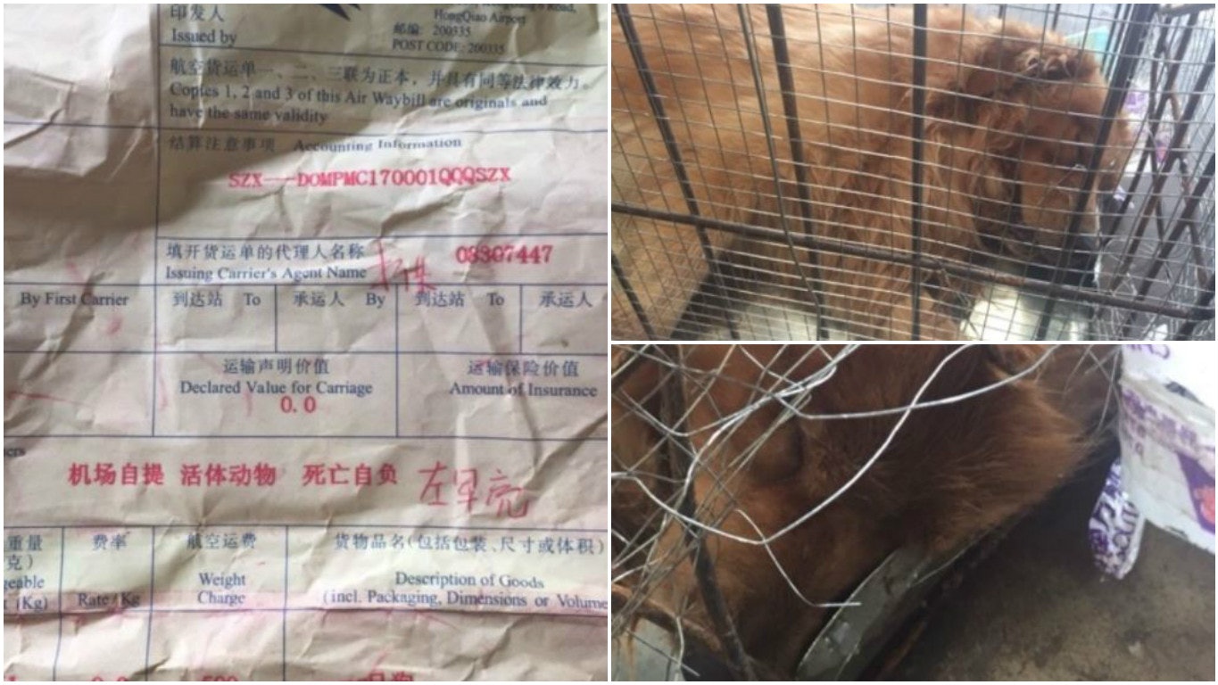 【又一宗】金毛犬托運咬破狗籠離奇死亡 東航:已簽死亡自負說明 【又一宗】金毛犬托運咬破狗籠離奇死亡 東航:已簽死亡自負說明