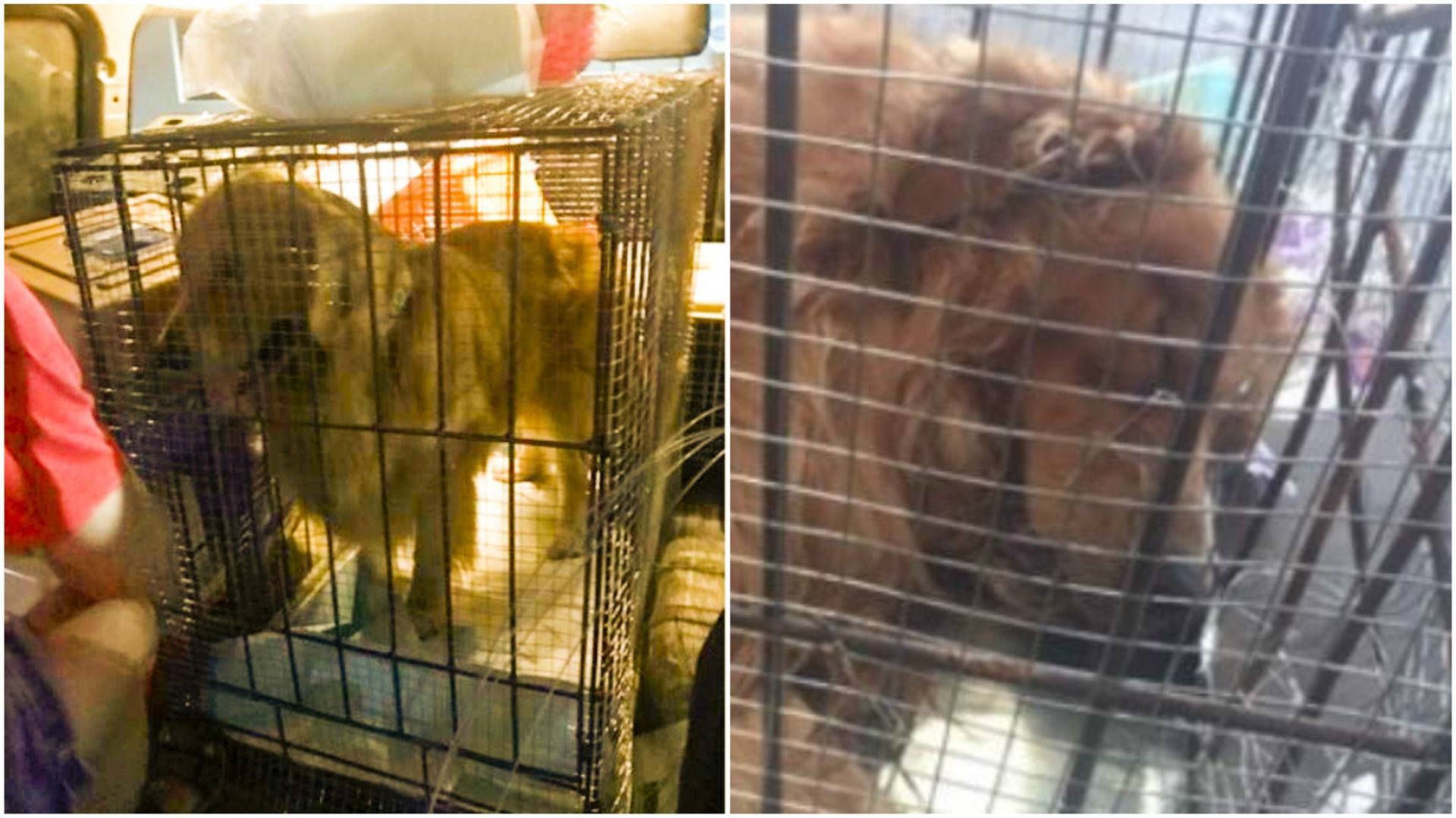 近日,有內地網友發貼稱,自己的金毛犬經東航托運,卻離奇死亡。(網路圖片) 近日,有內地網友發貼稱,自己的金毛犬經東航托運,卻離奇死亡。(網路圖片)