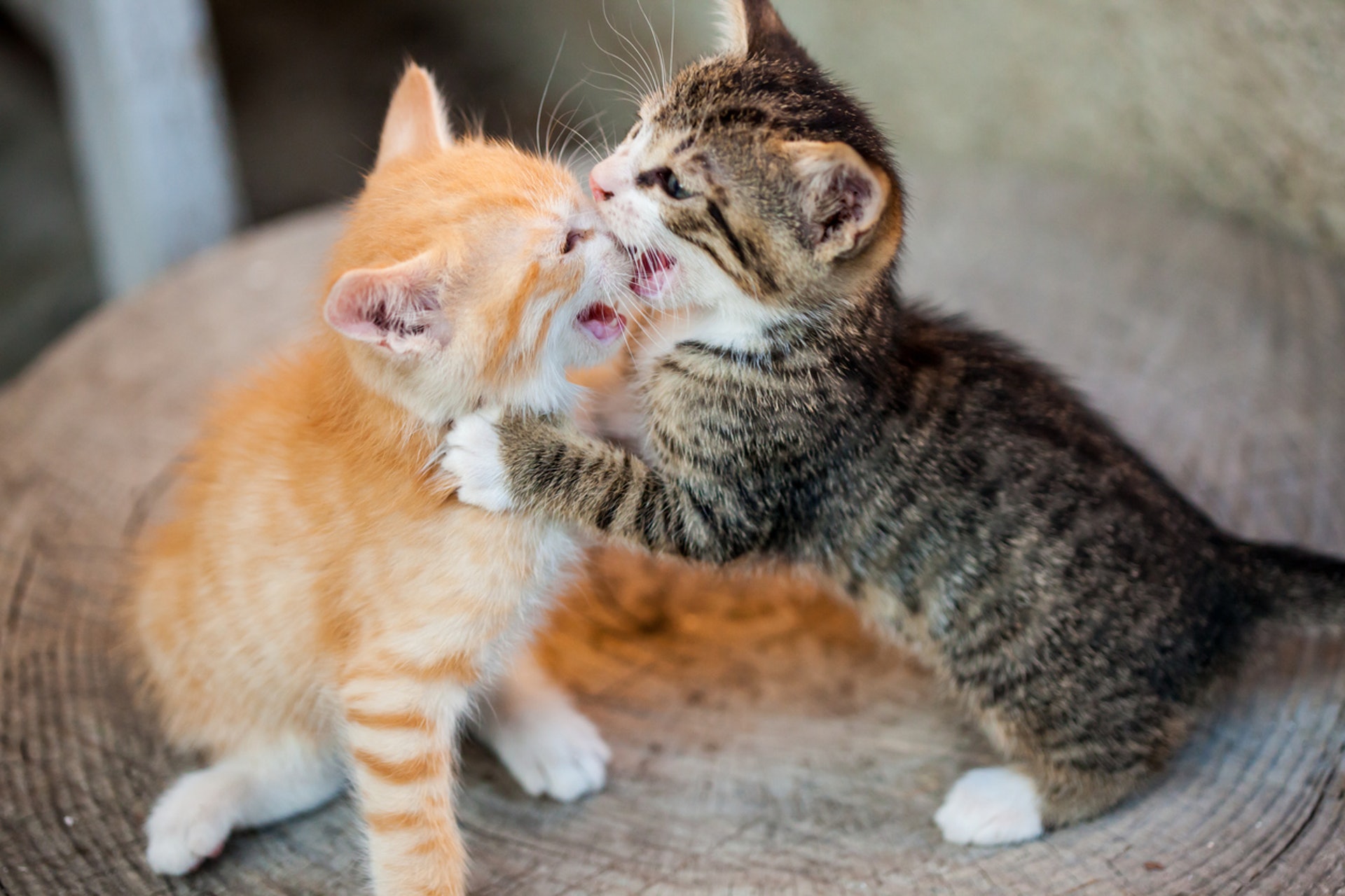 獸醫話 貓貓變咗港孩仲有冇得救 獸醫 唔好打 但有方法教 香港01 寵物