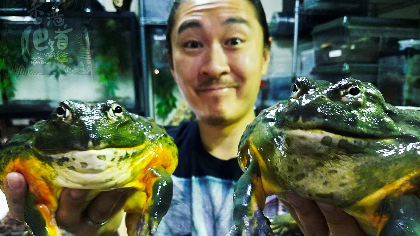 香港爬道 Bowie教你欣賞非洲牛蛙的大食大屙