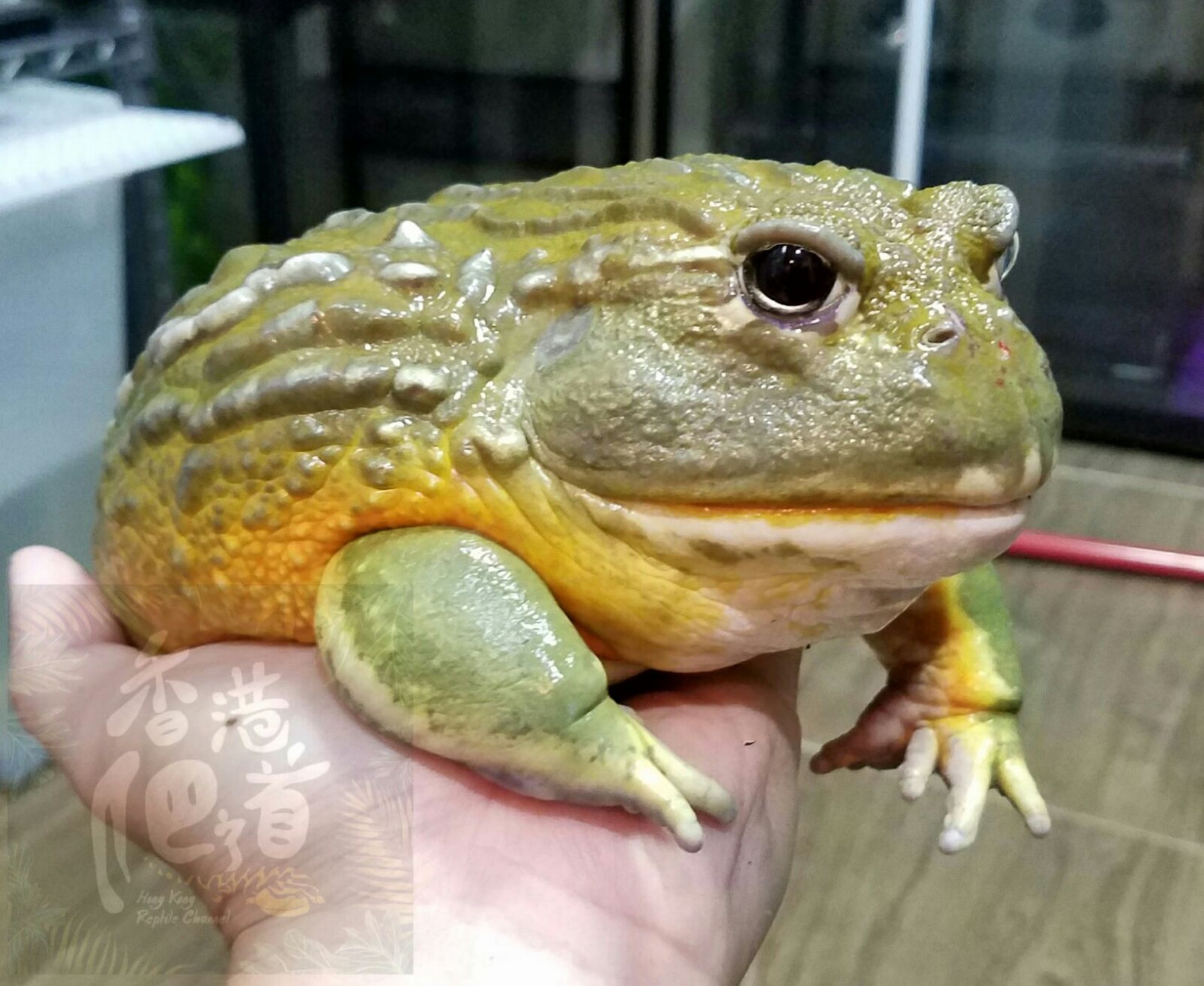 香港爬道 Bowie教你欣賞非洲牛蛙的大食大屙 香港爬道 Bowie教你欣賞非洲牛蛙的大食大屙