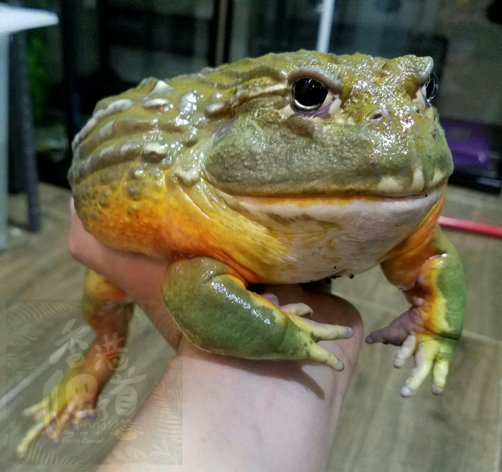 香港爬道 Bowie教你欣賞非洲牛蛙的大食大屙