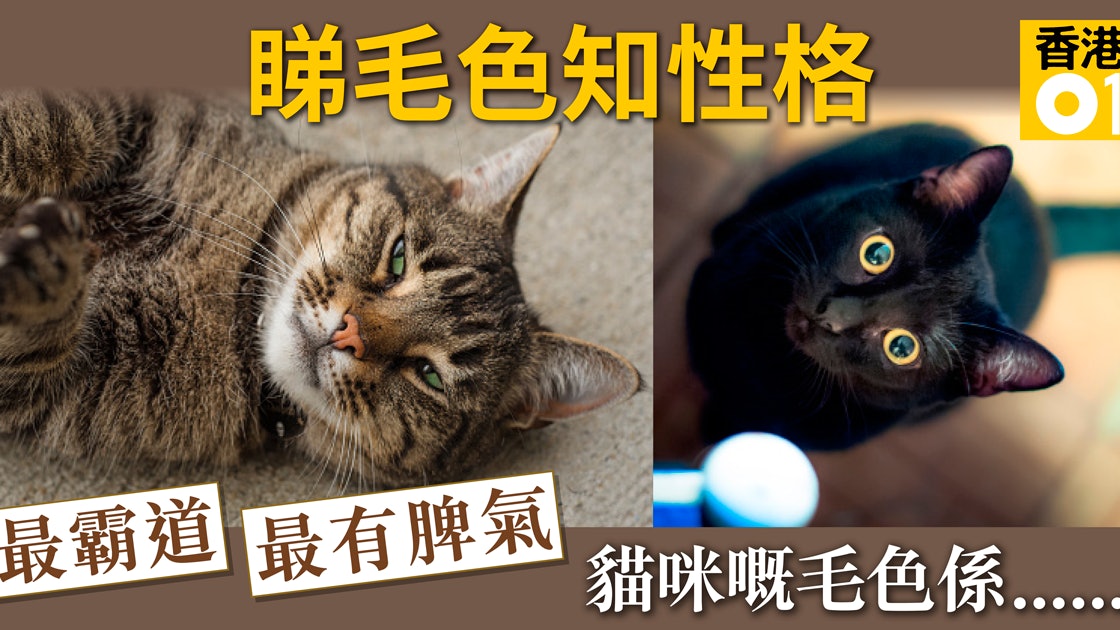 貓奴要識 貓咪毛色如何牠的性格也必如何 香港01 寵物