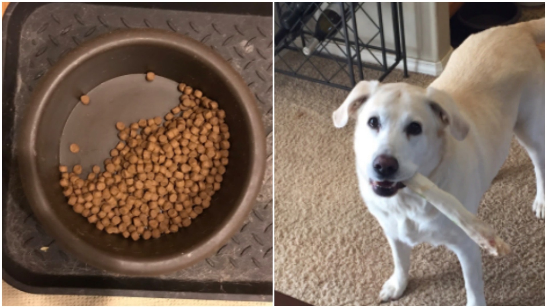 外國電影製片人Dufur在Twitter上載圖片指,其愛犬Cookie仍將一半狗糧留給已去世同伴Stitch。(EasyBreasyBeautiful Twitter) 外國電影製片人Dufur在Twitter上載圖片指,其愛犬Cookie仍將一半狗糧留給已去世同伴Stitch。(EasyBreasyBeautiful Twitter)