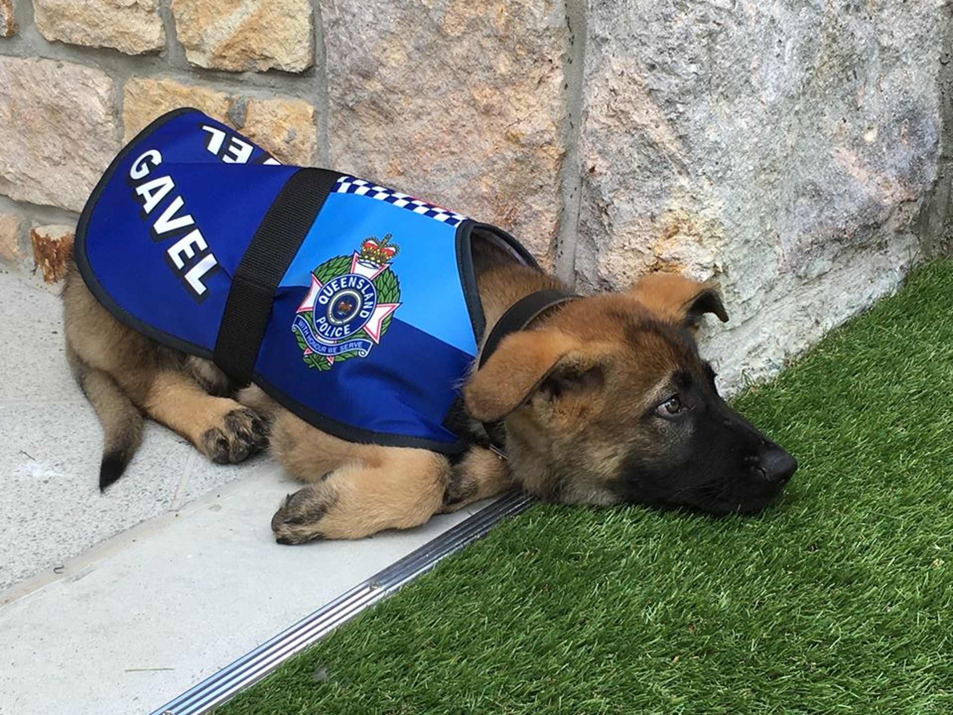 警犬咩事被炒 仲好唔駛搵命搏轉眼搵到份筍工 警犬咩事被炒 仲好唔駛搵命搏轉眼搵到份筍工