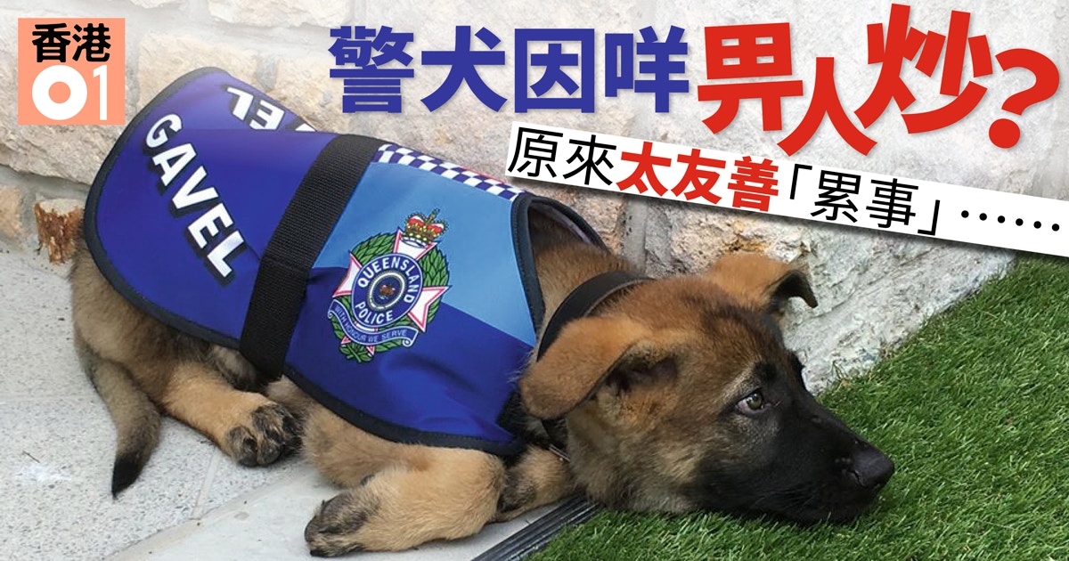 警犬咩事被炒 仲好唔駛搵命搏轉眼搵到份筍工