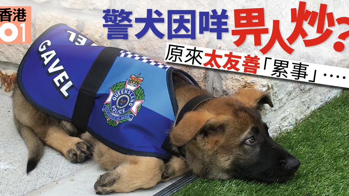 警犬咩事被炒 仲好唔駛搵命搏轉眼搵到份筍工 警犬咩事被炒 仲好唔駛搵命搏轉眼搵到份筍工