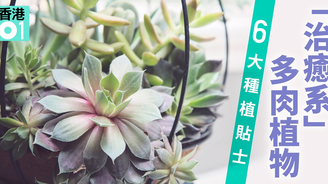 多肉植物不易養 6招教你輕鬆養 肥 香港01 好生活