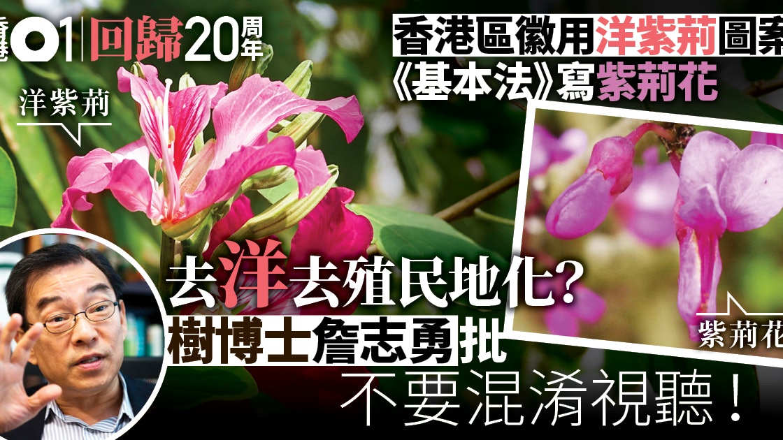 回歸載 洋紫荊被去洋化變紫荊花學者 兩品種極大分別 香港01 社會新聞 回歸載 洋紫荊被去洋化變紫荊花學者 兩品種極大分別 香港01 社會新聞