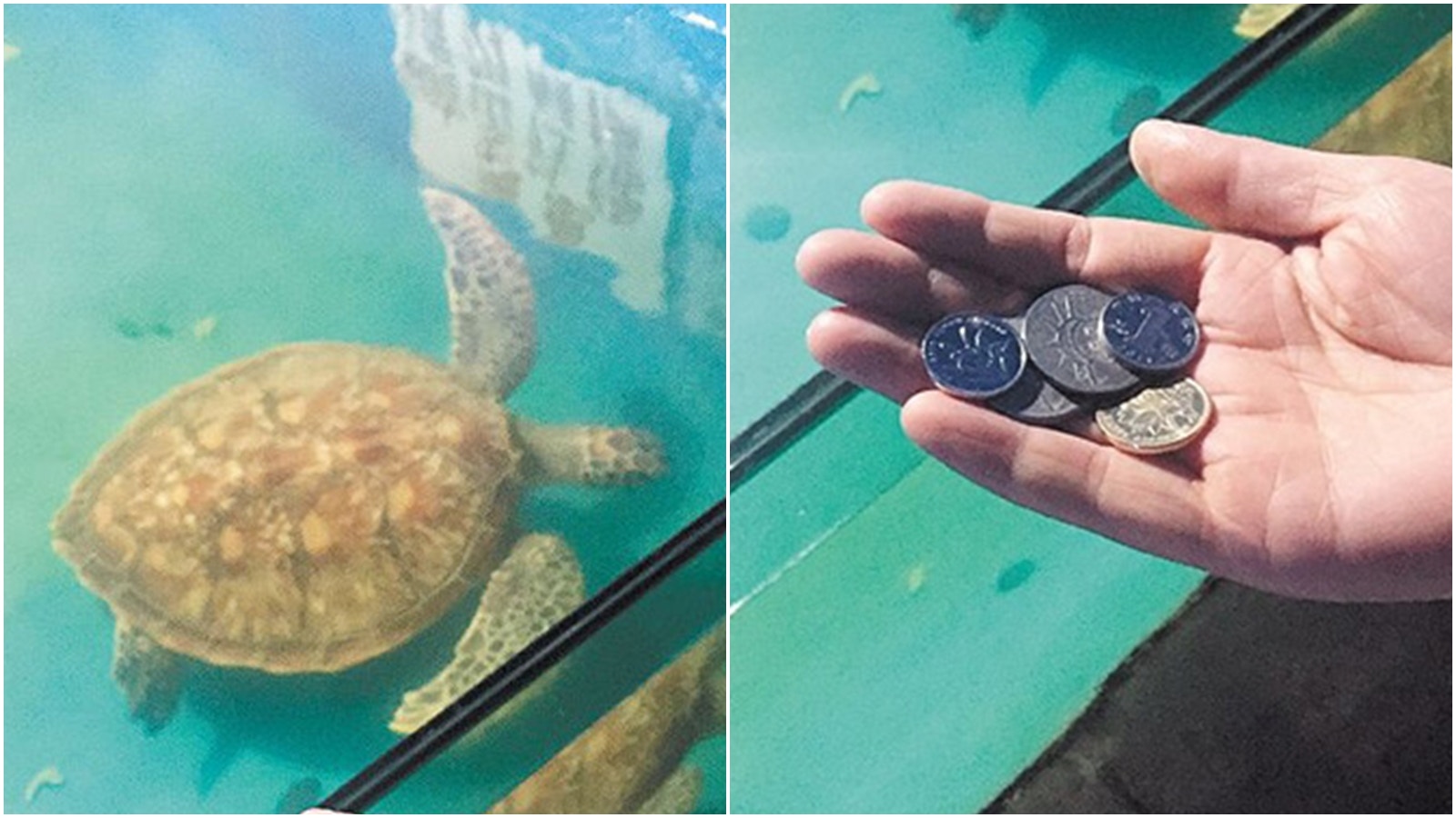 祈福？】遊客頻向龜池投擲硬幣膠袋海龜誤吞致胃酸腐蝕窒息亡