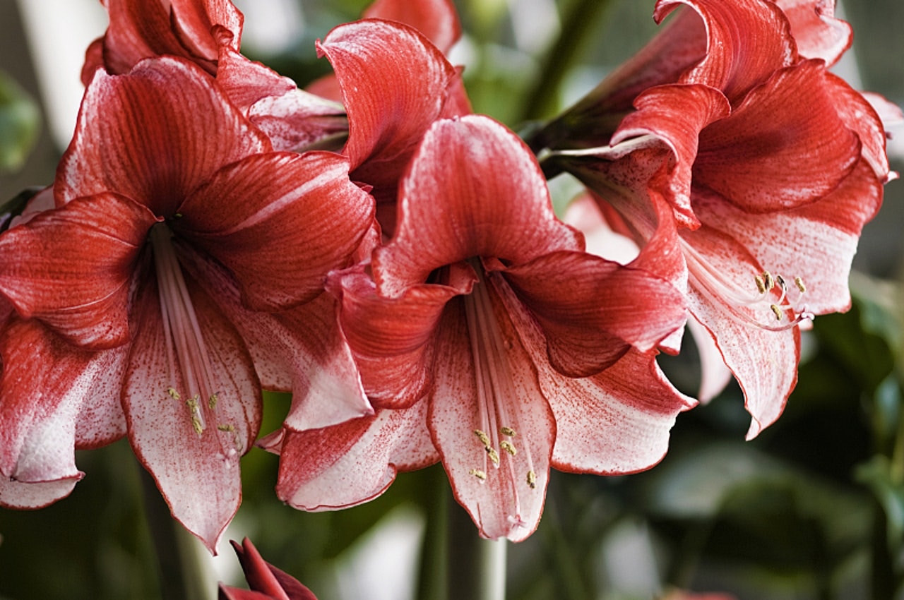 千萬別亂吃10種對狗狗有毒的常見花卉 香港01 寵物 千萬別亂吃10種對狗狗有毒的常見花卉 香港01 寵物