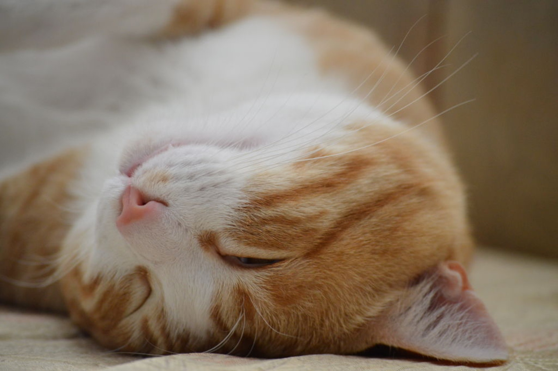 貓星人】貓咪7個動靜話你知「主子我很爽」 貓星人】貓咪7個動靜話你知「主子我很爽」