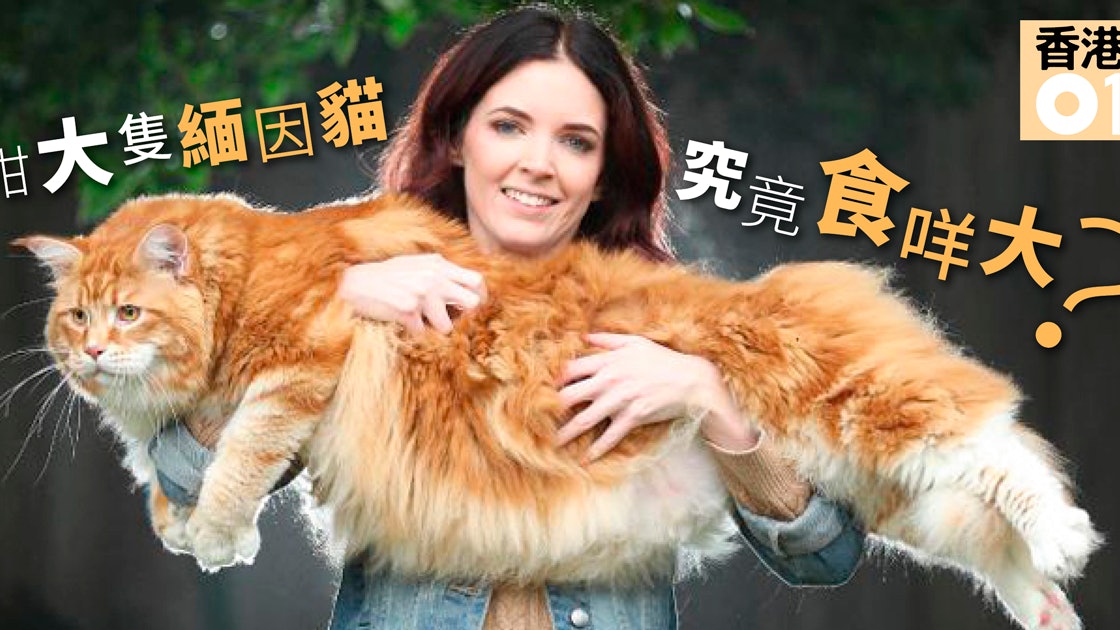 緬因貓 澳洲巨貓破世界紀錄1cm仲大隻過牧羊犬 香港01 寵物 緬因貓 澳洲巨貓破世界紀錄1cm仲大隻過牧羊犬 香港01 寵物