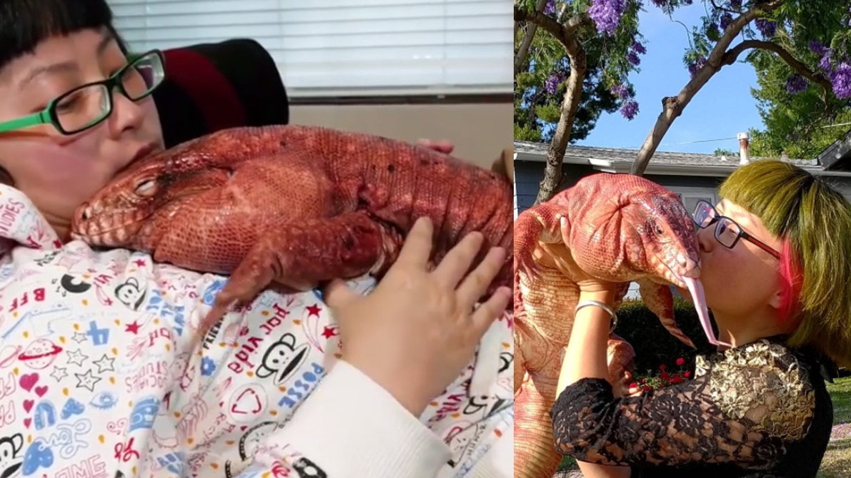 追蹤明星寵物IG另類選擇 紅色樹棲蜥與主人心傳心大曬溫馨 追蹤明星寵物IG另類選擇 紅色樹棲蜥與主人心傳心大曬溫馨