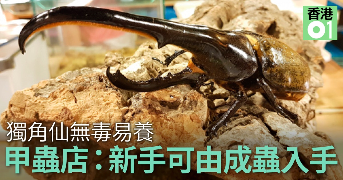 養甲蟲 有片 威武獨角仙乾淨易打理見證甲蟲大變身 香港01 寵物 養甲蟲 有片 威武獨角仙乾淨易打理見證甲蟲大變身 香港01 寵物
