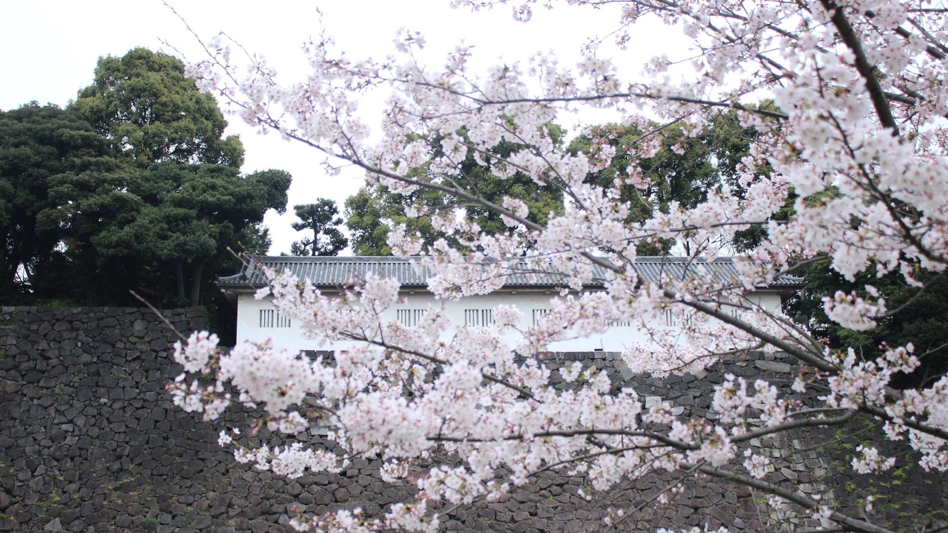 【日本風土】象徵日本的花是什麼? 【日本風土】象徵日本的花是什麼?
