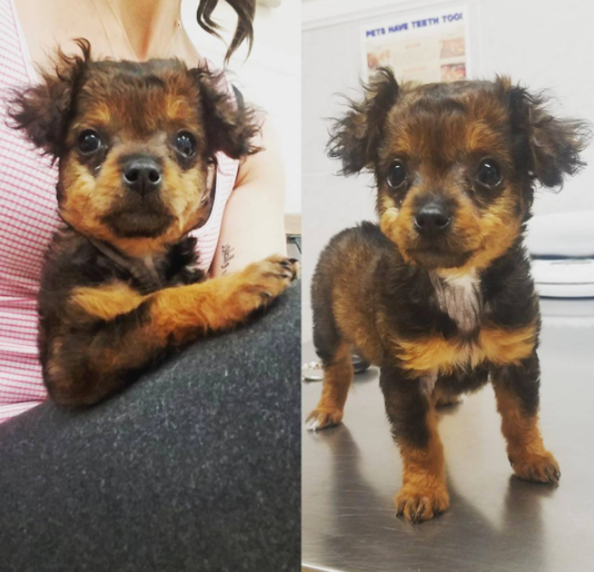 (handinpaw@instagram) (handinpaw@instagram)