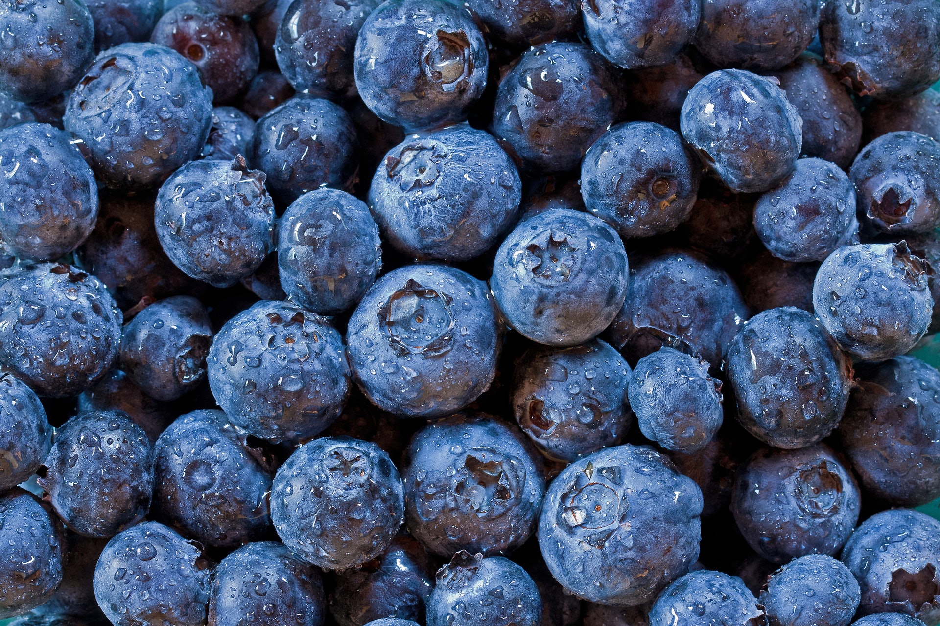 藍莓中的花青素能增加視力敏銳度。（視覺中國）