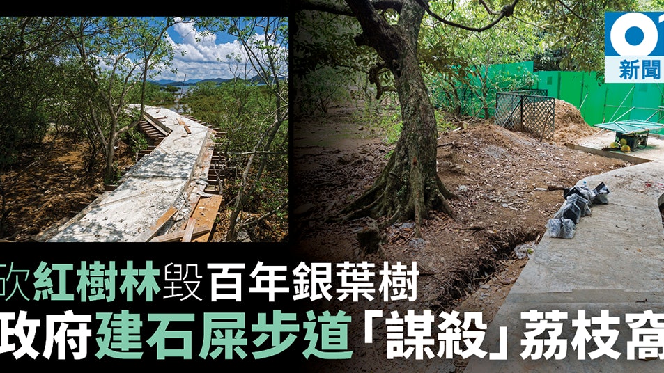 荔枝窩步道工程涉毀百年銀葉樹 白花魚藤長春社批漁護署失職 香港01 社會新聞 荔枝窩步道工程涉毀百年銀葉樹 白花魚藤長春社批漁護署失職 香港01 社會新聞