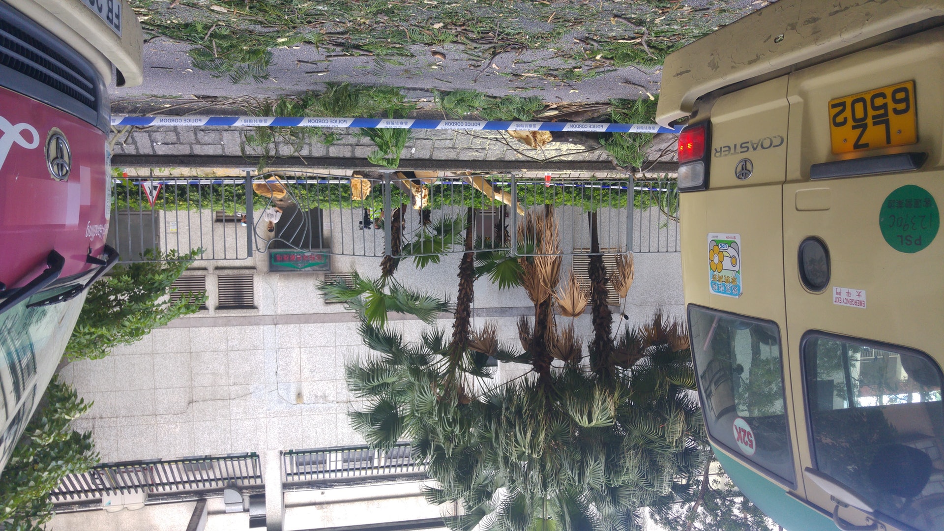 粉嶺新運路大樹倒塌壓五車一度封五行車線 香港01 社會新聞 粉嶺新運路大樹倒塌壓五車一度封五行車線 香港01 社會新聞