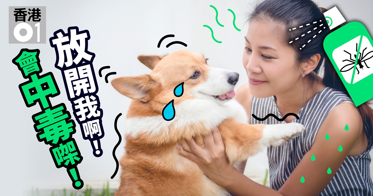 打風放狗難如何教牠在家解決 訓犬師教有必勝絕招