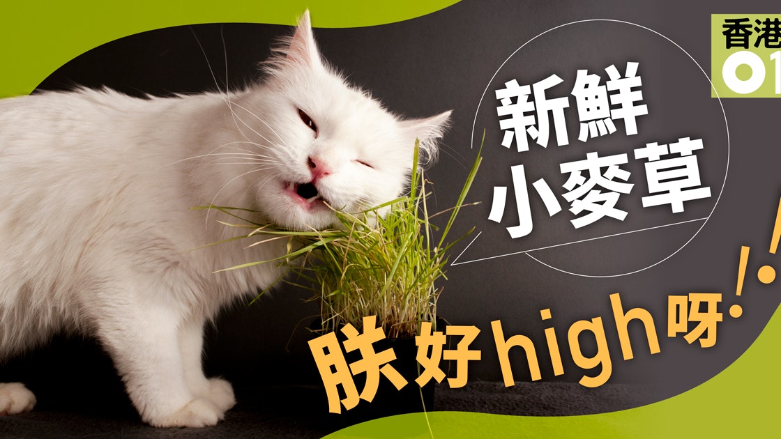 貓草 貓大麻 貓草多吃會失效獸醫 不可每天都餵 香港01 寵物