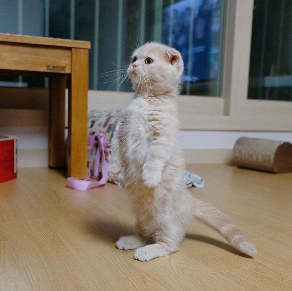 想養摺耳貓 了解可愛背後的詛咒英國最大貓會已不接受註冊 香港01 寵物