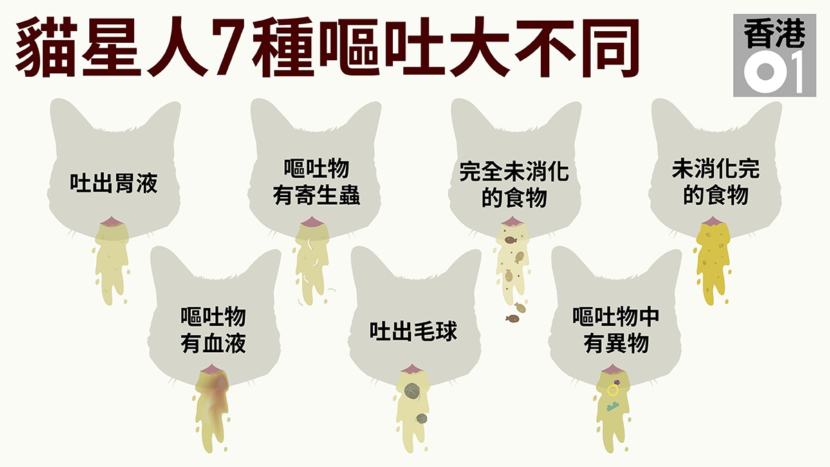 仔細觀察貓咪的嘔吐物後再告訴獸醫，可助獸醫診斷。