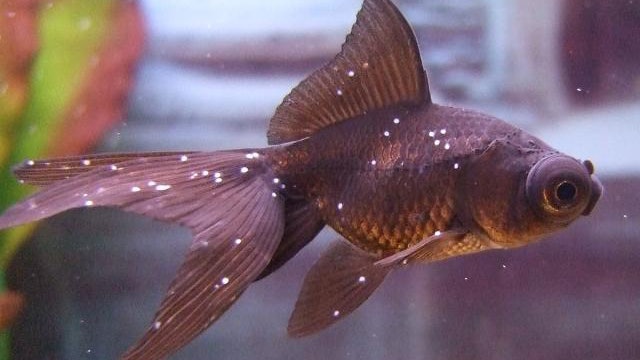 黃振忠 寵物百科 魚仔生白粒粒是感冒 是寄生蟲 香港01 博評 黃振忠 寵物百科 魚仔生白粒粒是感冒 是寄生蟲 香港01 博評