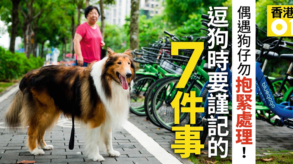 逗狗前必讀 和陌生狗狗做朋友7步舒緩牠的緊張情緒 香港01 寵物