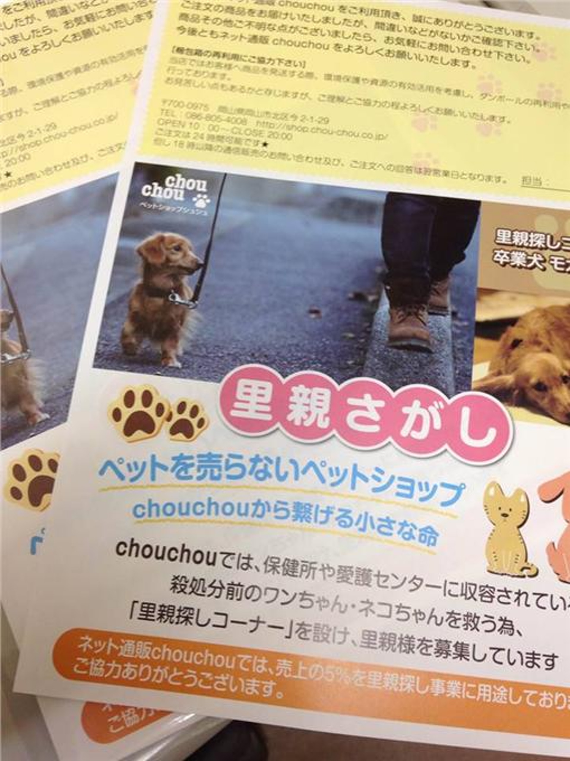 領養代替購買 日本寵物店倡領養老闆 不想可愛貓狗被安樂死 領養代替購買 日本寵物店倡領養老闆 不想可愛貓狗被安樂死