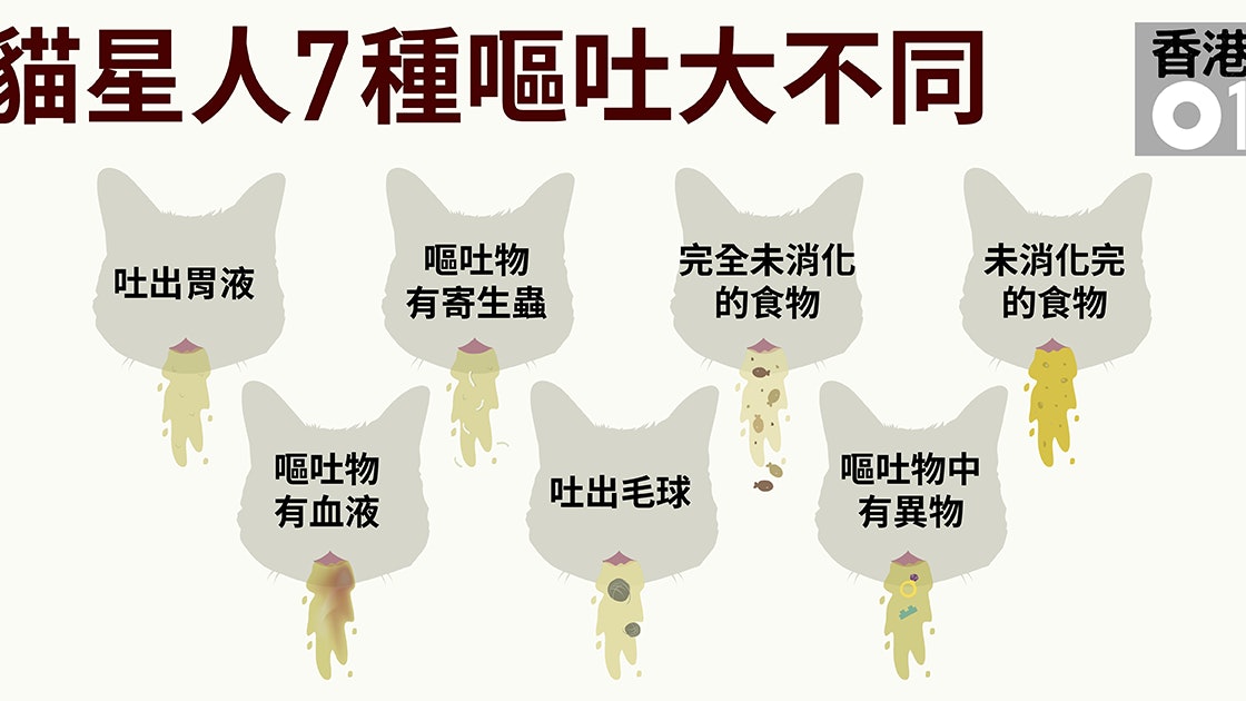 了解貓星人腸胃嘔吐物警示貓咪健康 香港01 寵物