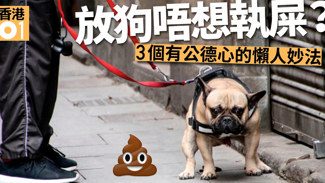 執屎官必讀 做人要有公德心奇招遛狗不留糞 香港01 寵物 執屎官必讀 做人要有公德心奇招遛狗不留糞 香港01 寵物