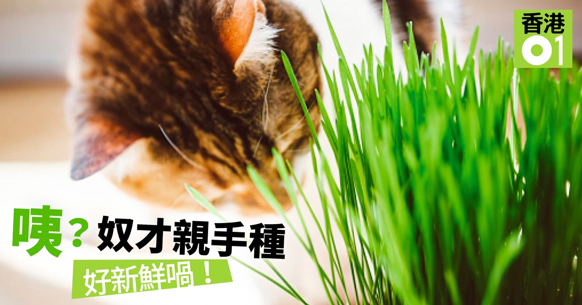 貓草 貓大麻 簡易5步曲自己貓草自己種 香港01 寵物