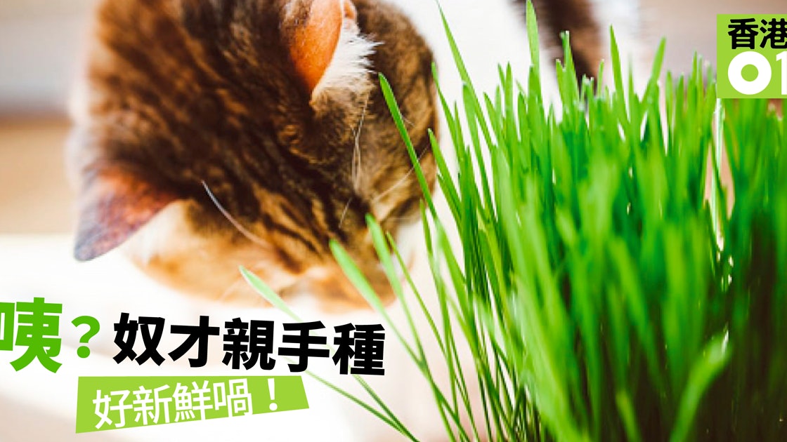 貓草 貓大麻 簡易5步曲自己貓草自己種 香港01 寵物 貓草 貓大麻 簡易5步曲自己貓草自己種 香港01 寵物