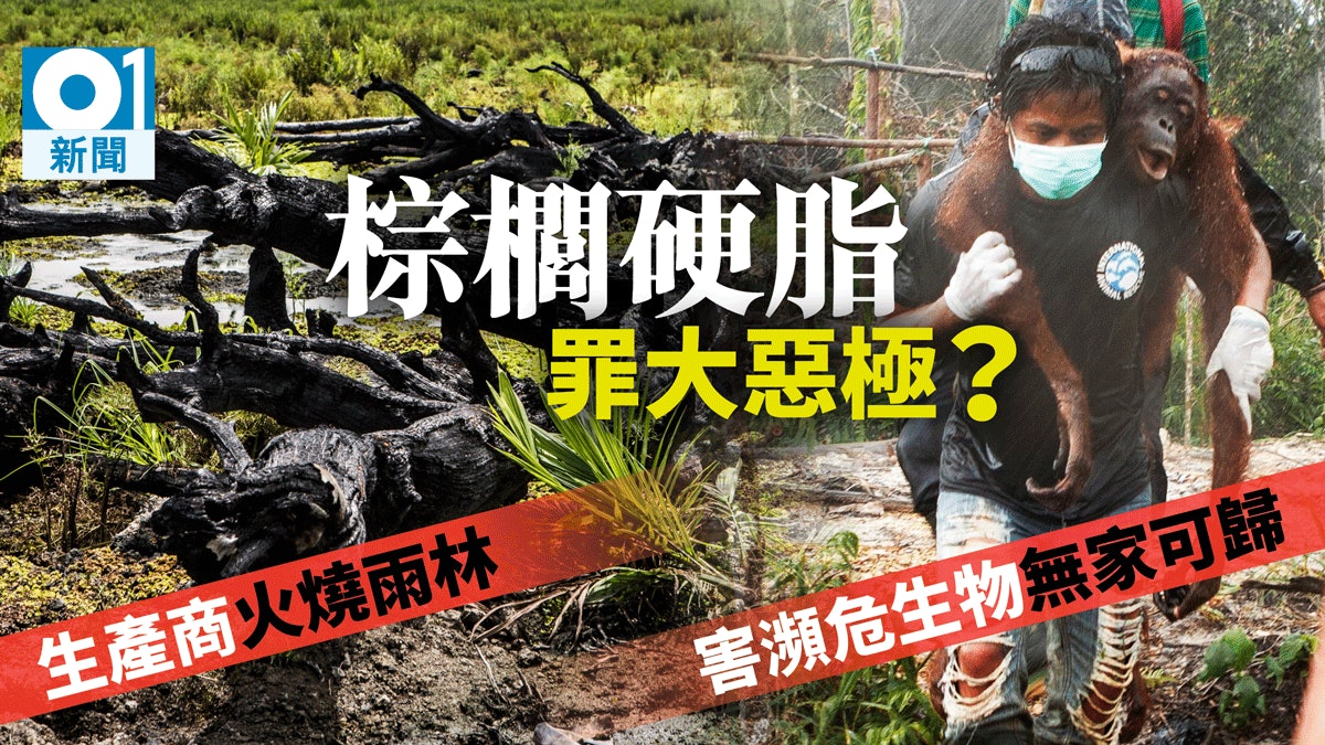 【油污襲港】印尼產棕櫚油毀雨林 極瀕危紅毛猩猩無家可歸 【油污襲港】印尼產棕櫚油毀雨林 極瀕危紅毛猩猩無家可歸