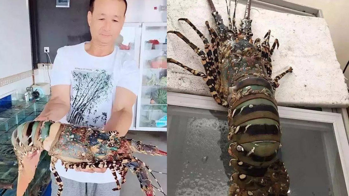 【龍蝦之王】身價百萬神蝦上岸5日被玩死　買家反悔：已無價值
