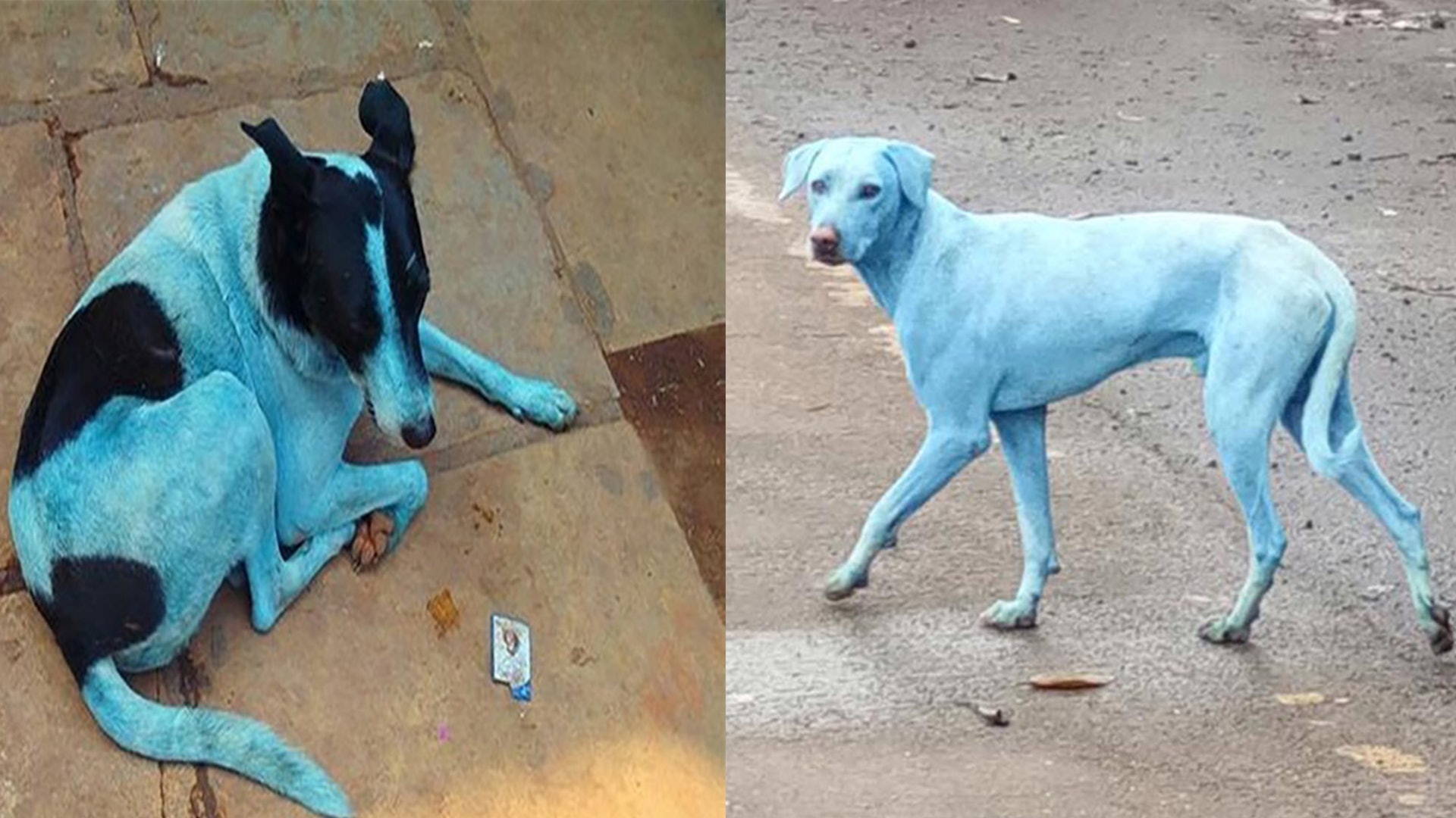 狗狗在污染的卡薩迪河飲用、洗澡,導致全身染上藍色。(Navi Mumbai Animal Protection Cell@Facebook) 狗狗在污染的卡薩迪河飲用、洗澡,導致全身染上藍色。(Navi Mumbai Animal Protection Cell@Facebook)