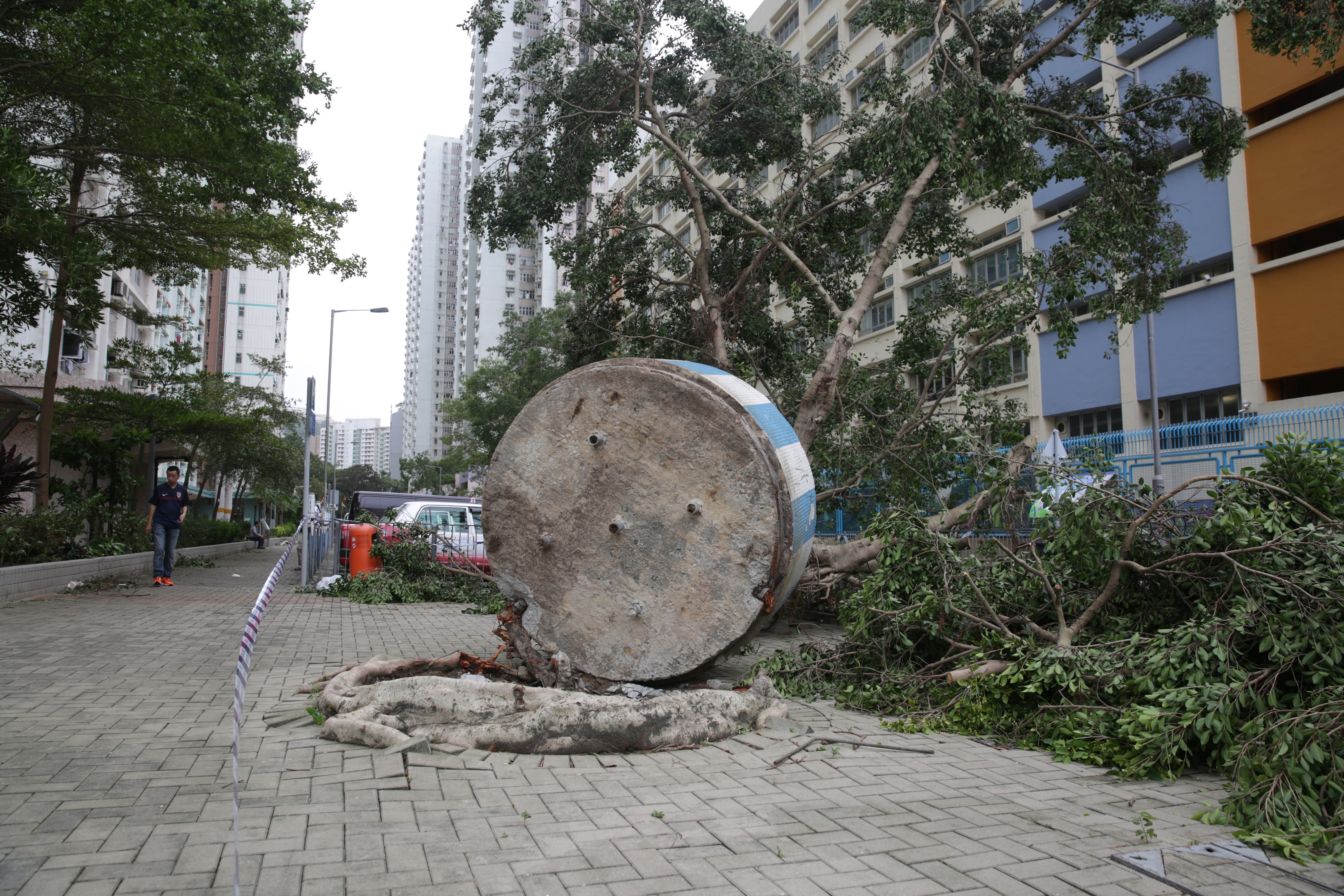 【天鴿風球】柴灣「盆種榕樹」不敵強風倒下　揭五鐵枝鑲樹幹在地