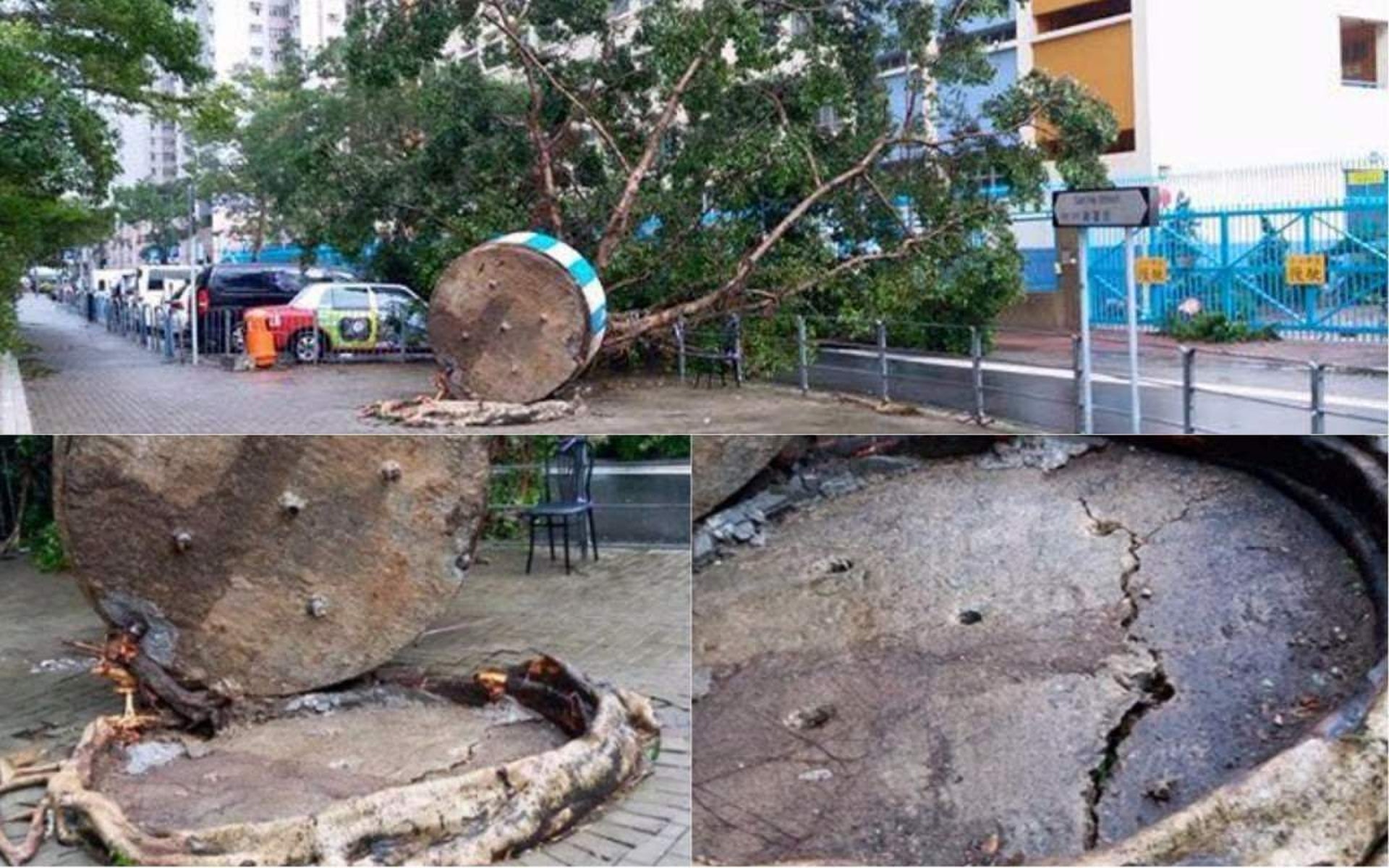 颱風天鴿令一棵榕樹倒下後,大家才發現原來榕樹並非盤根在地,而是被栽種於花槽中,再被人以螺絲鑲嵌在地。(FB柴灣人柴灣事圖片) 颱風天鴿令一棵榕樹倒下後,大家才發現原來榕樹並非盤根在地,而是被栽種於花槽中,再被人以螺絲鑲嵌在地。(FB柴灣人柴灣事圖片)