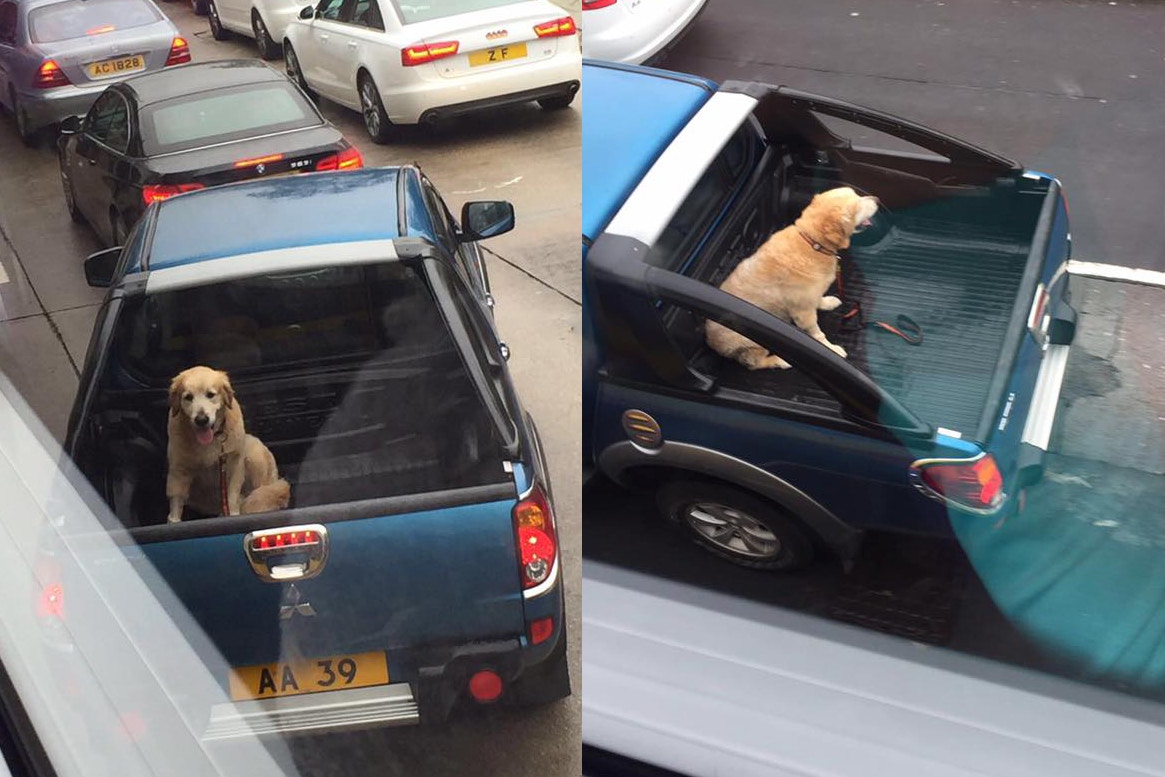 成龍座駕尾斗放犬捱轟愛協 港交通繁忙易生危險 香港01 社會新聞