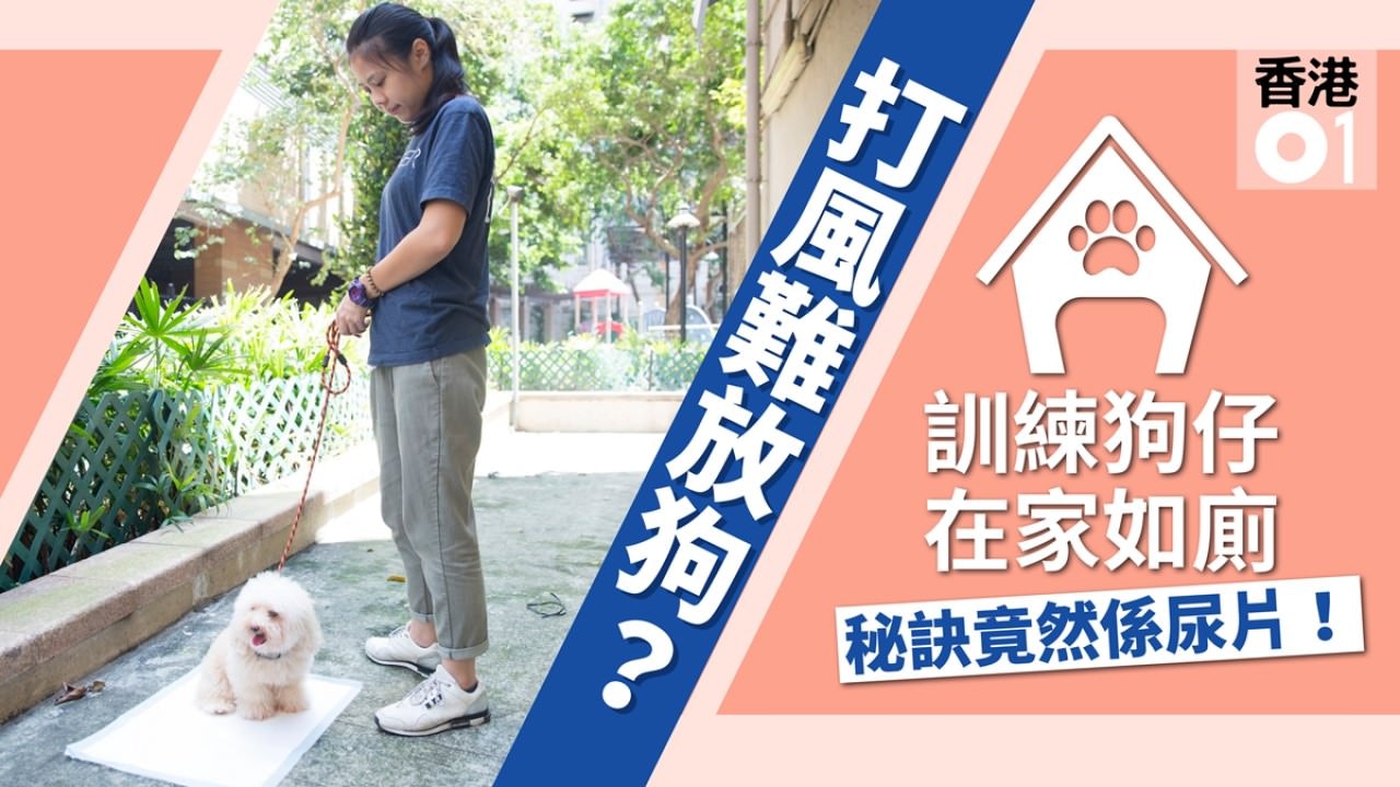 打風放狗難 如何教牠在家解決? 訓犬師教有必勝絕招 打風放狗難 如何教牠在家解決? 訓犬師教有必勝絕招