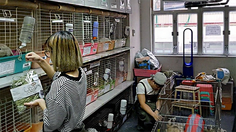 除基本照料，職日每天都會抽時間與兔子互動。（禤宏俊攝）