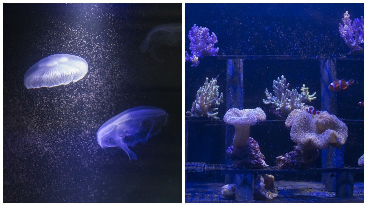 夢幻水母育成記兄弟檔 飼育 繁殖大有學問 香港01 職場 夢幻水母育成記兄弟檔 飼育 繁殖大有學問 香港01 職場