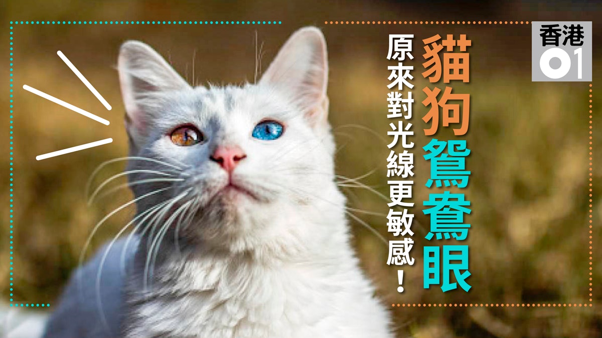 陰陽眼 貓狗天生鴛鴦色眼是否就有通靈能力 陰陽眼 貓狗天生鴛鴦色眼是否就有通靈能力