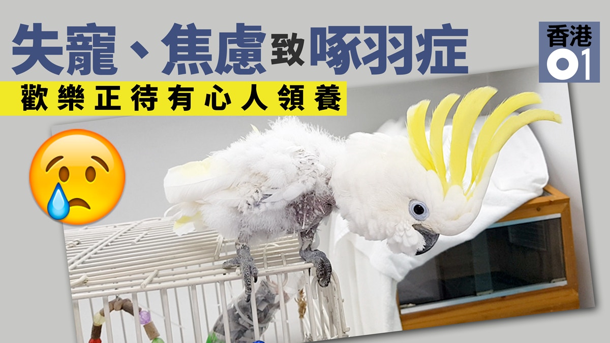 只愛親近男性　待領養鸚鵡「歡樂」　慢慢走出啄羽症陰霾