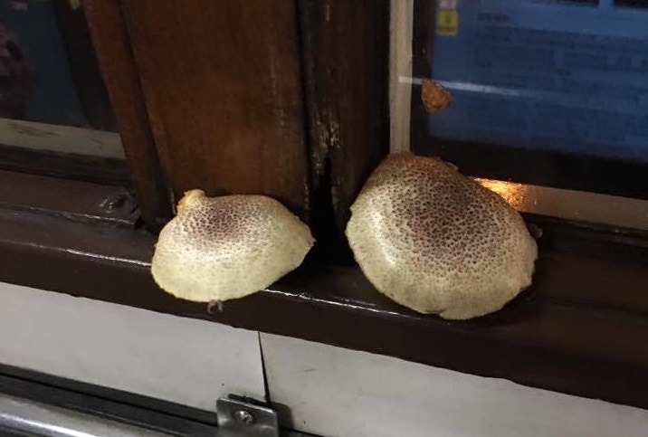 潮濕天爆菇菌　電車窗框首現雙菇　家居廁所長出小菇